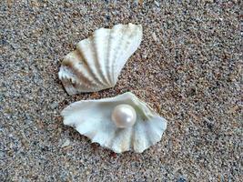 concha con una perla en la arena de una playa foto