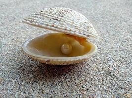 concha con una perla en la arena de una playa foto