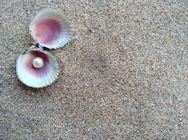 Shell with a pearl on a beach sand photo