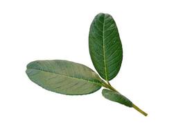 Psidium guajava or guava leaves Isolated on white background photo