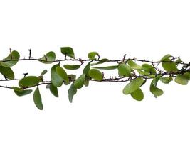 Dragon scales or Pyrrosia piloselloides on white background. Green plant hanging photo