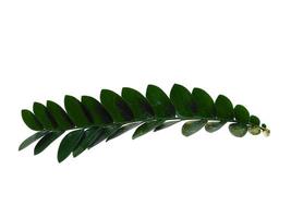 Green plant or green leaves Isolated on white background photo