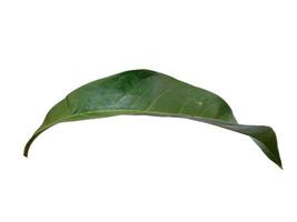 Green Magnolia champaca leaf on white background photo