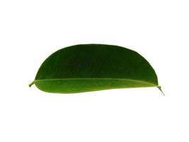 Banyan leaves Isolated on white background photo