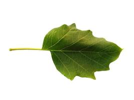 Devil's trumpet leaves or datura metel leaf Isolated on white background photo