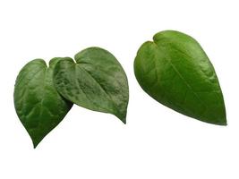 Green leaf background. Heart shaped green leaves. Green betel leaf isolated on white background photo