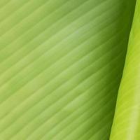 Texture background of backlight fresh green Leaf. photo