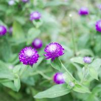 Globe amaranth or Gomphrena globosa flower in the garden photo