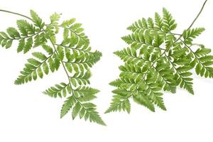 green leaves of fern isolated on white photo