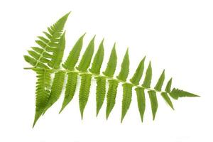 Fern isolated on white background photo