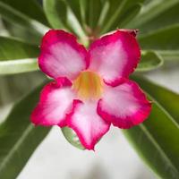 Floral background. Tropical flower Pink Adenium. Desert rose. photo