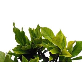 Kacapiring or Gardenia augusta or cape jasmine leaves isolated on white background photo