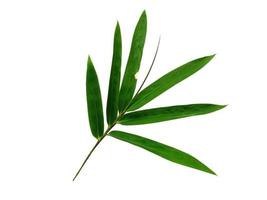 Bamboo leaves Isolated on a white background. Bamboo leaf on white background photo