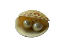 Shell and pearl isolated on white background photo