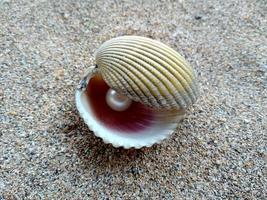 Sea shell with a pearl in the sand photo