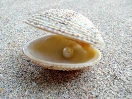 Shell with a pearl on a beach sand