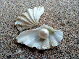 concha con una perla en la arena de una playa foto