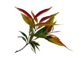 Syzygium oleana leaves on white background photo