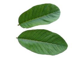 Psidium guajava or guava leaves Isolated on white background photo