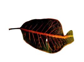 Codiaeum variegatum leaf Isolated on white background photo