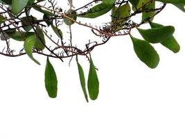 escamas de dragón o pyrrosia piloselloides sobre fondo blanco. planta verde colgando foto