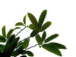 Annona squamosa or Sugar apple leaf on white background photo