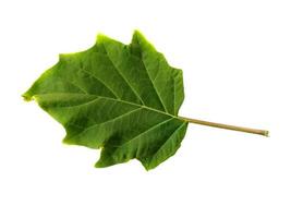 Devil's trumpet leaves or datura metel leaf Isolated on white background photo