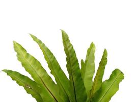 Asplenium nidus plant on white background photo