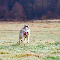 riding dog of the Siberian Husky breed in the woods on a walk, morning frosts on the grass in late autumn.