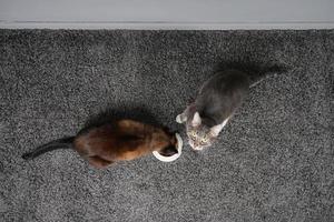 two cats eating from the same feeding bowl photo