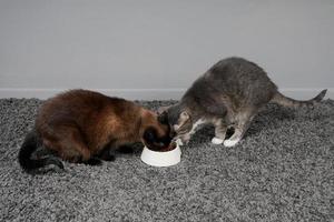 two cats eating from one feeding bowl photo