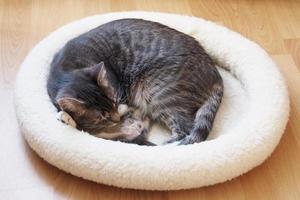 gato mascota durmiendo en la cama del gato acurrucado en una bola foto