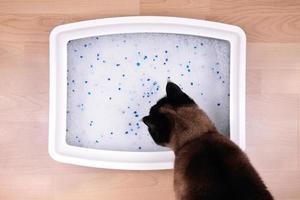 gato examina la caja de arena para gatos con arena de silicato foto