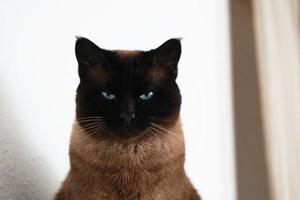 siamese cat with narrowed eyes and menacing look photo