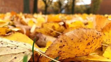 hojas de otoño caída de fondo foto