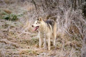 Husky jogging, morning autumn frosts on the grass, a walk with a dog. photo