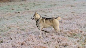 Husky walk and jog in the autumn forest, free and happy pet. photo