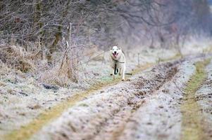 un paseo por el bosque matutino, hierba cubierta de escarcha, heladas invernales, huskies corriendo a dar un paseo. foto