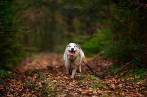 husky trotando en el bosque, retrato de un husky en el bosque de otoño, mascota feliz.