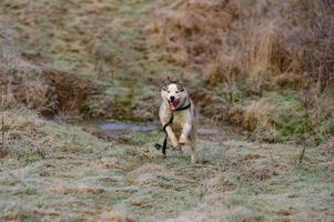 Husky walk and jog in the autumn forest, free and happy pet. photo