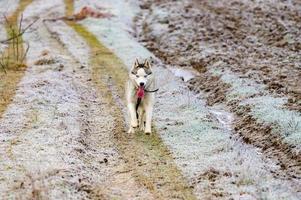 un paseo por el bosque matutino, hierba cubierta de escarcha, heladas invernales, huskies corriendo a dar un paseo. foto