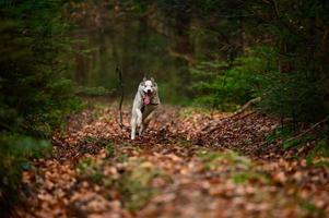 husky trotando en el bosque, retrato de un husky en el bosque de otoño, mascota feliz. foto