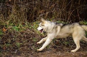 perro de equitación de la raza husky siberiana en el bosque en un paseo, heladas matutinas en la hierba a finales de otoño. foto