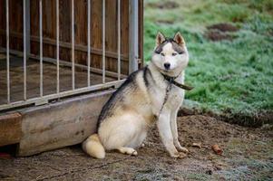 Husky sitting near the enclosure, a dog on a leash, a pet in an enclosure.