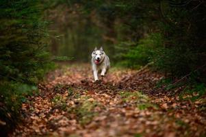 Husky jogging in the woods, portrait of a husky in the autumn forest, happy pet. photo