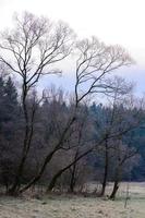 bosque y toda la belleza de las heladas matutinas a principios de invierno, heladas otoñales en la hierba y los árboles. foto