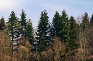 The majesty of the silent evergreen forest, spruce and pine forest during frost, a natural winter phenomenon. photo