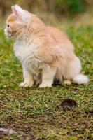 Frightened mole and red cat, a cat playing with its prey on the grass, a natural instinct of a cat. photo