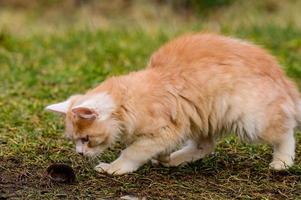 una mascota esponjosa juega con su presa, un topo como alimento para un gato, un roedor y un gato. foto