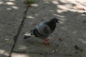 Wildlife, one pigeon walks on the ground in search of food. photo